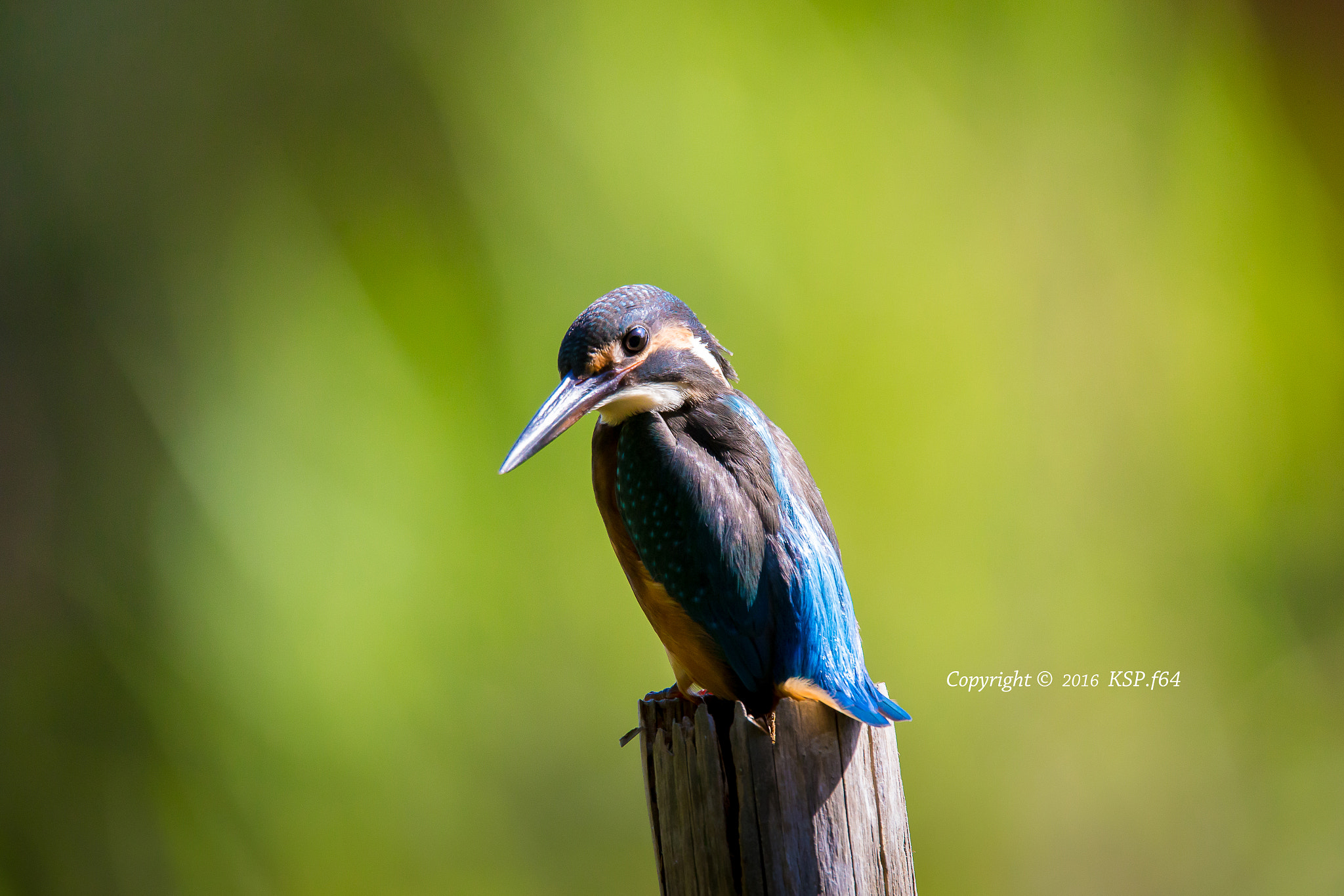 Canon EOS-1D X sample photo. カワセミ photography