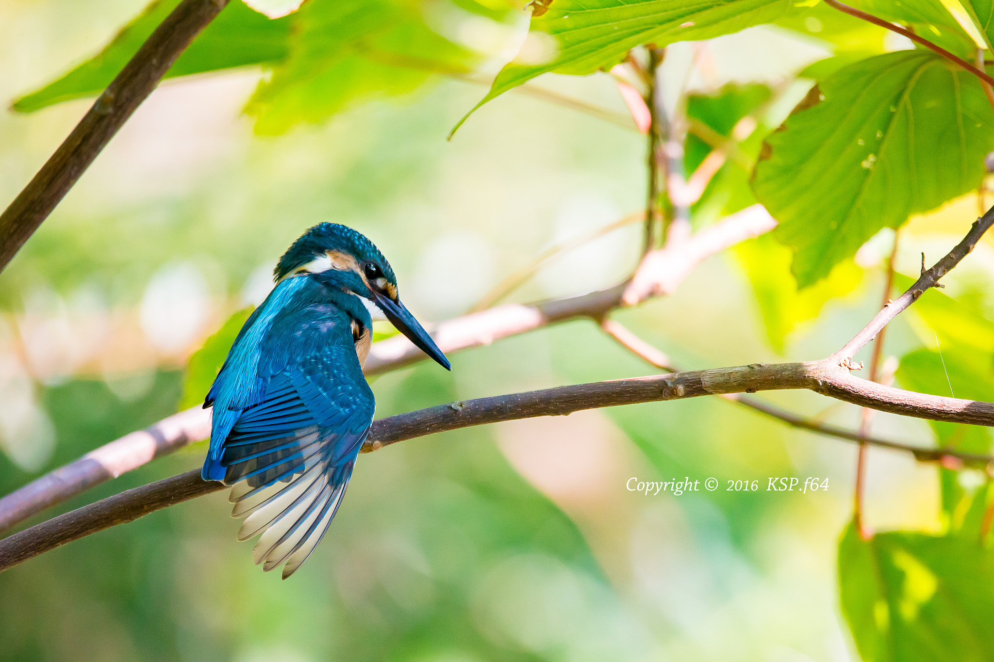 150-600mm F5-6.3 DG OS HSM | Sports 014 sample photo. カワセミ photography