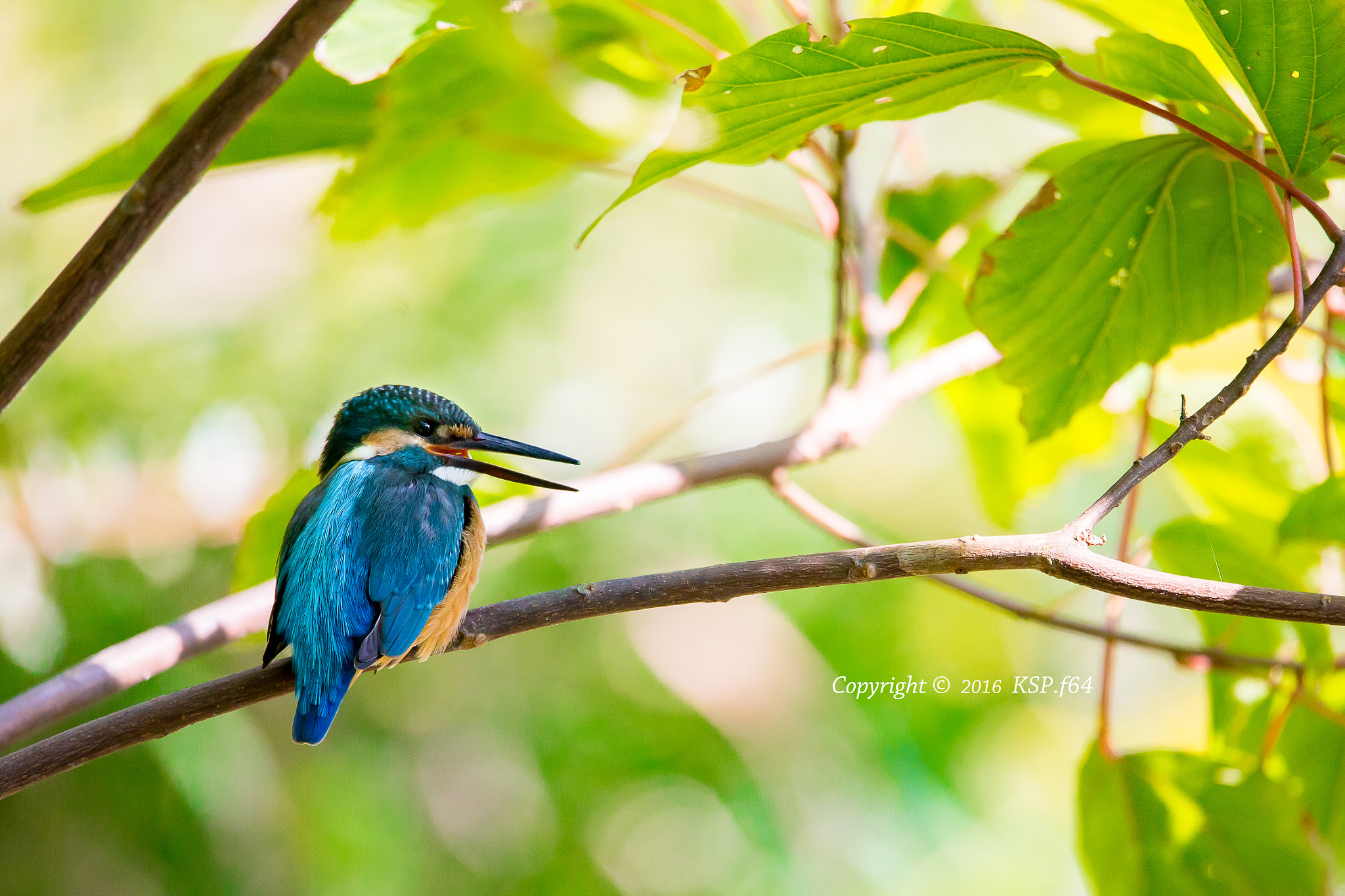 150-600mm F5-6.3 DG OS HSM | Sports 014 sample photo. カワセミ photography
