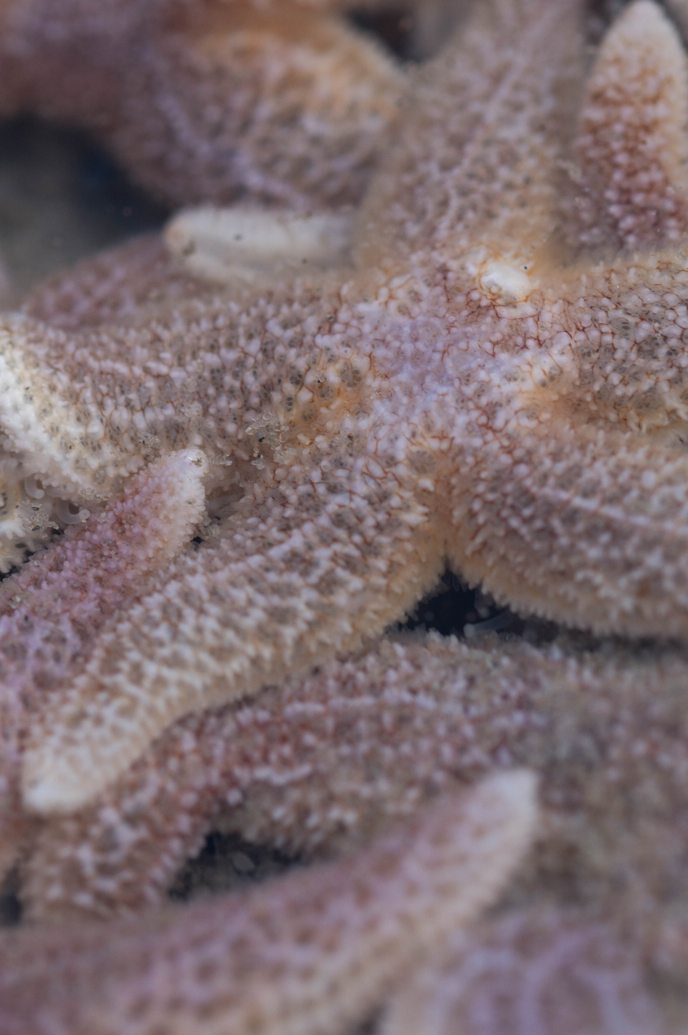 Sony ILCA-77M2 sample photo. Starfish gathering photography