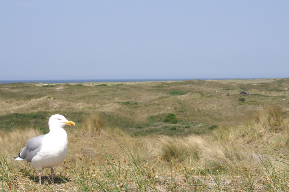 KONICA MINOLTA DYNAX 5D sample photo. In the dunes photography
