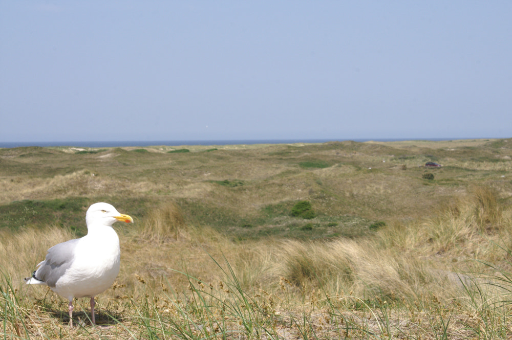 KONICA MINOLTA DYNAX 5D sample photo. In the dunes photography