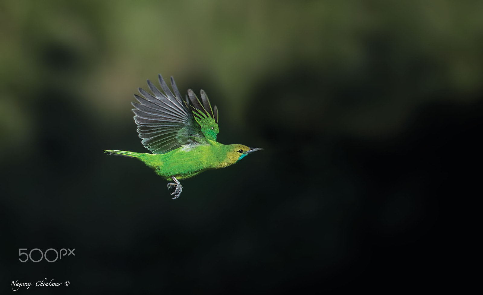 Nikon Nikkor AF-S 300mm F4E PF ED VR sample photo. Leaf bird photography