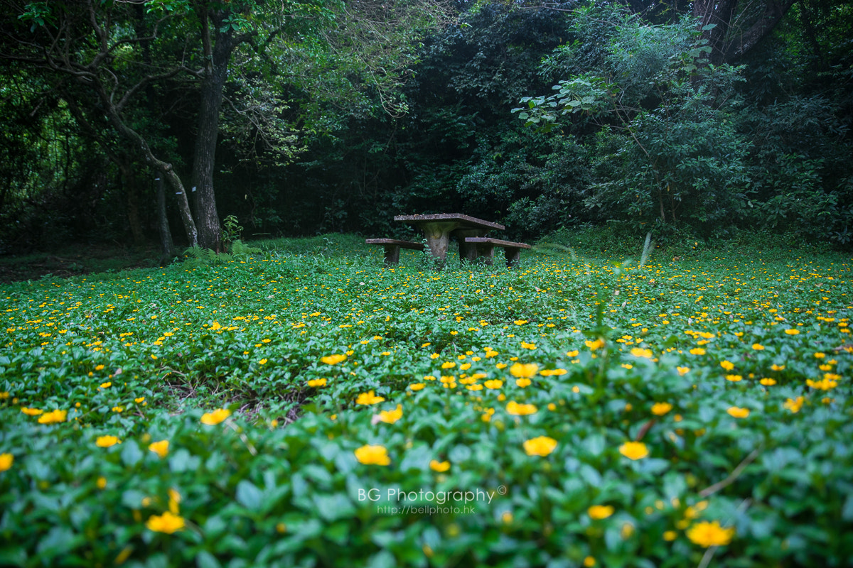 Sony a7 II + Canon EF 85mm F1.2L II USM sample photo. Countryside. photography