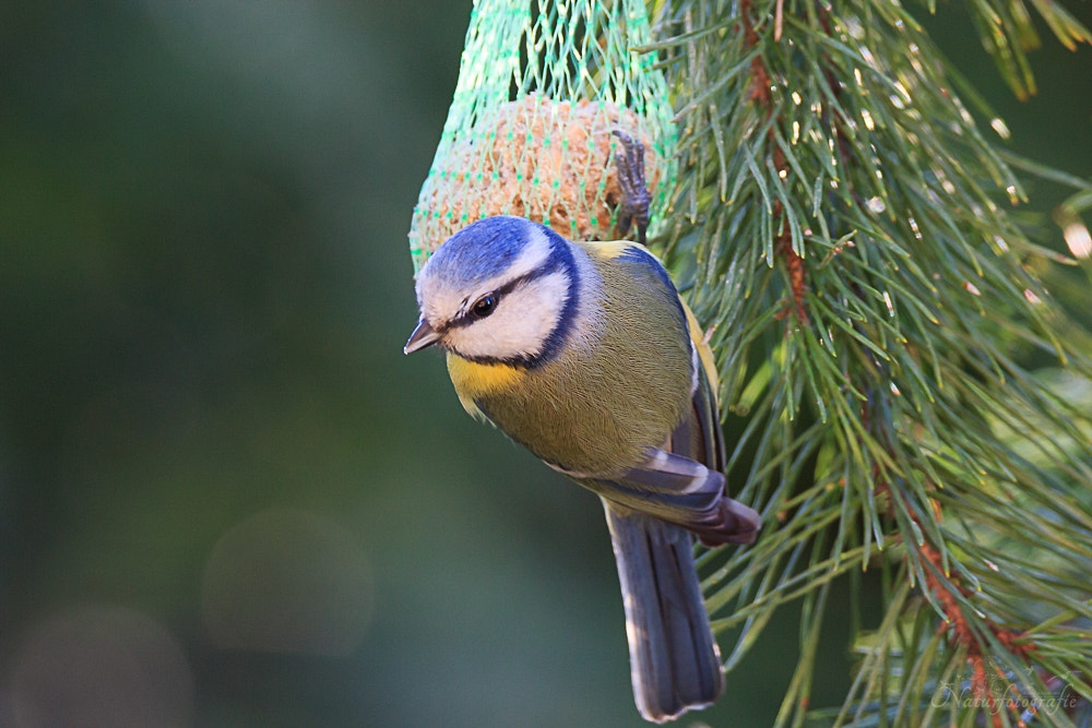 Tamron SP 150-600mm F5-6.3 Di VC USD sample photo. Blaumeise photography
