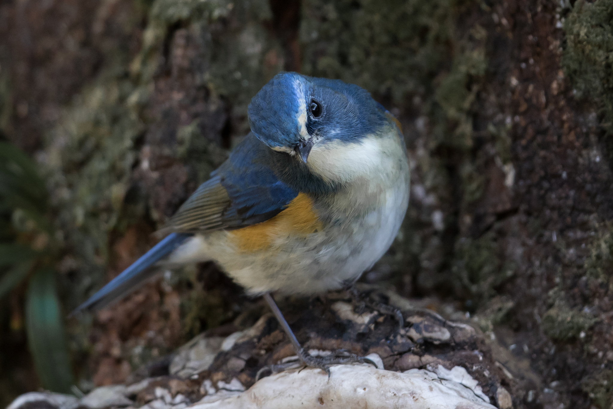 Canon EF 500mm F4L IS II USM sample photo. Red-flanked bluetail photography