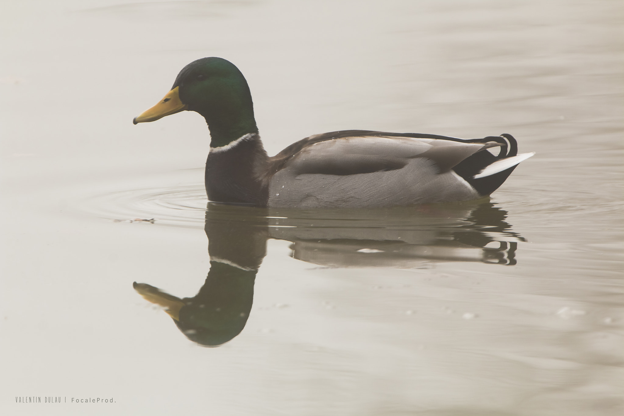 Canon EF 70-200mm F2.8L IS II USM sample photo. Colvert mâle photography