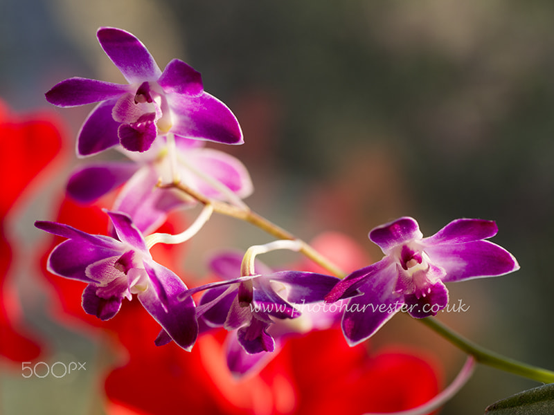 Olympus M.Zuiko Digital ED 60mm F2.8 Macro sample photo. Purple dendrobium and red cyclamen photography