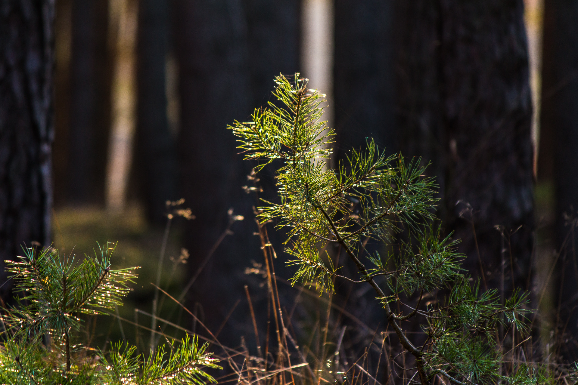 Canon EF-S 55-250mm F4-5.6 IS II sample photo. Glowing needles photography