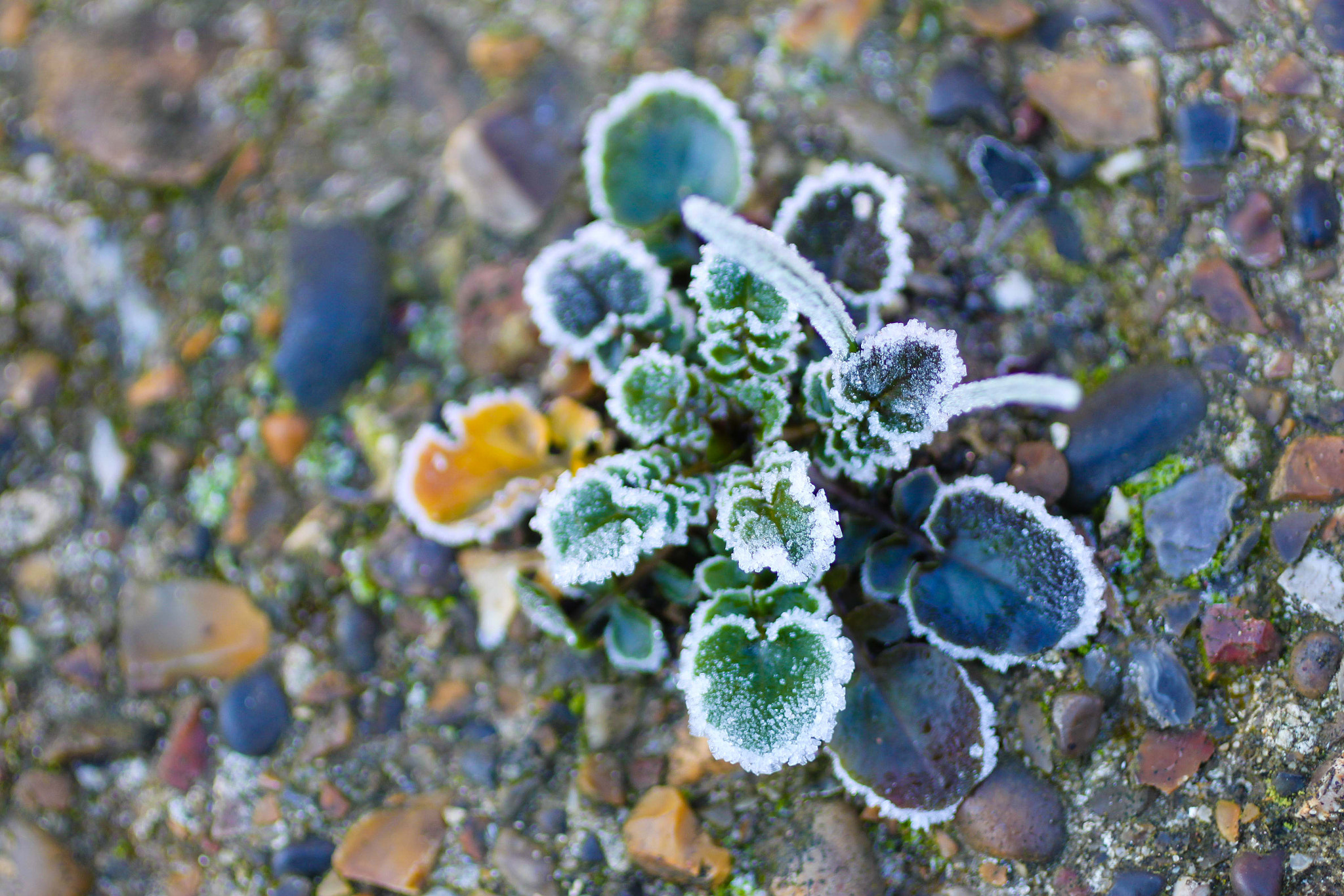 Canon EOS 500D (EOS Rebel T1i / EOS Kiss X3) + Canon EF 50mm F2.5 Macro sample photo. Tinted with frost photography