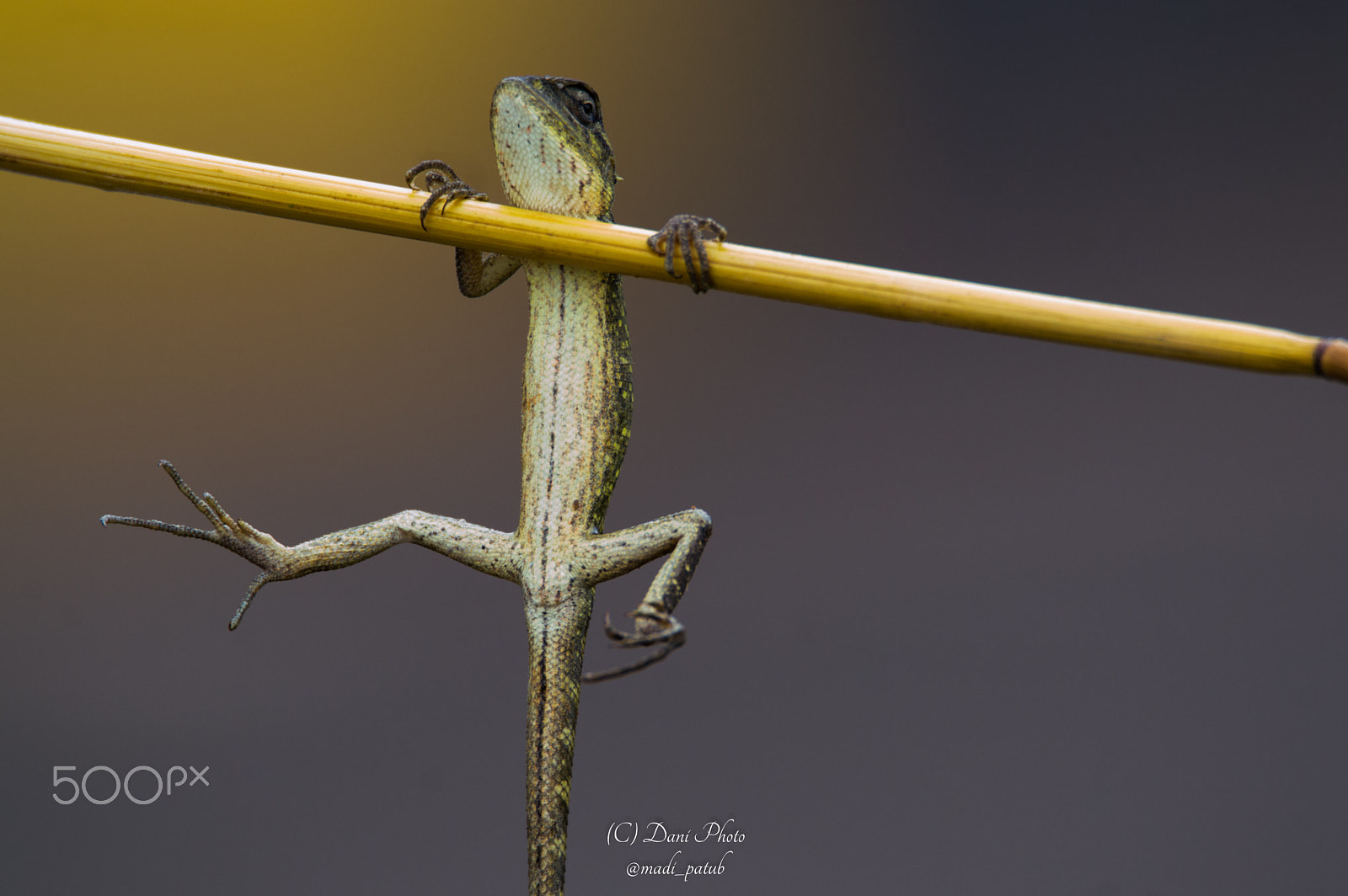 Nikon D3200 sample photo. Hanging lizard photography