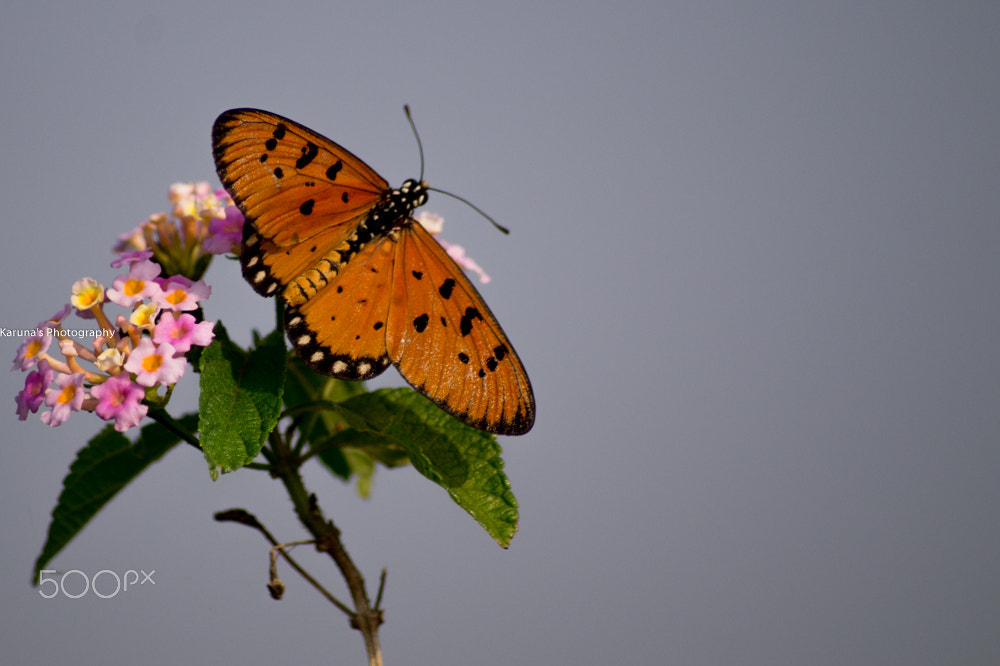 Sony 75-300mm F4.5-5.6 sample photo. Lovely butterfly !! photography
