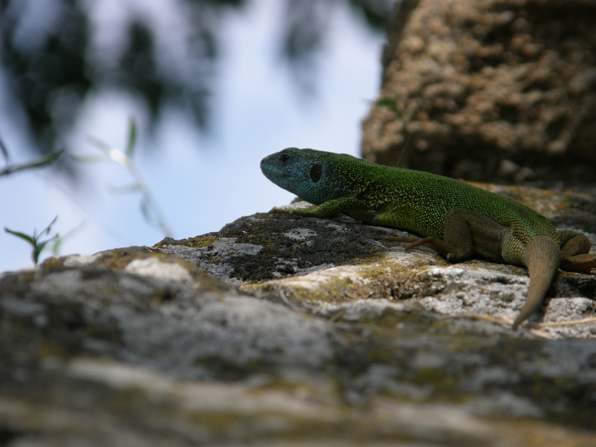Olympus SP560UZ sample photo. Lizard photography