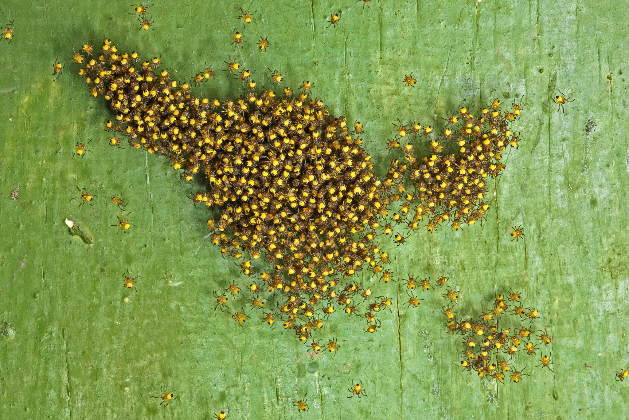 Canon EF 100mm F2.8 Macro USM sample photo. Baby spiders photography