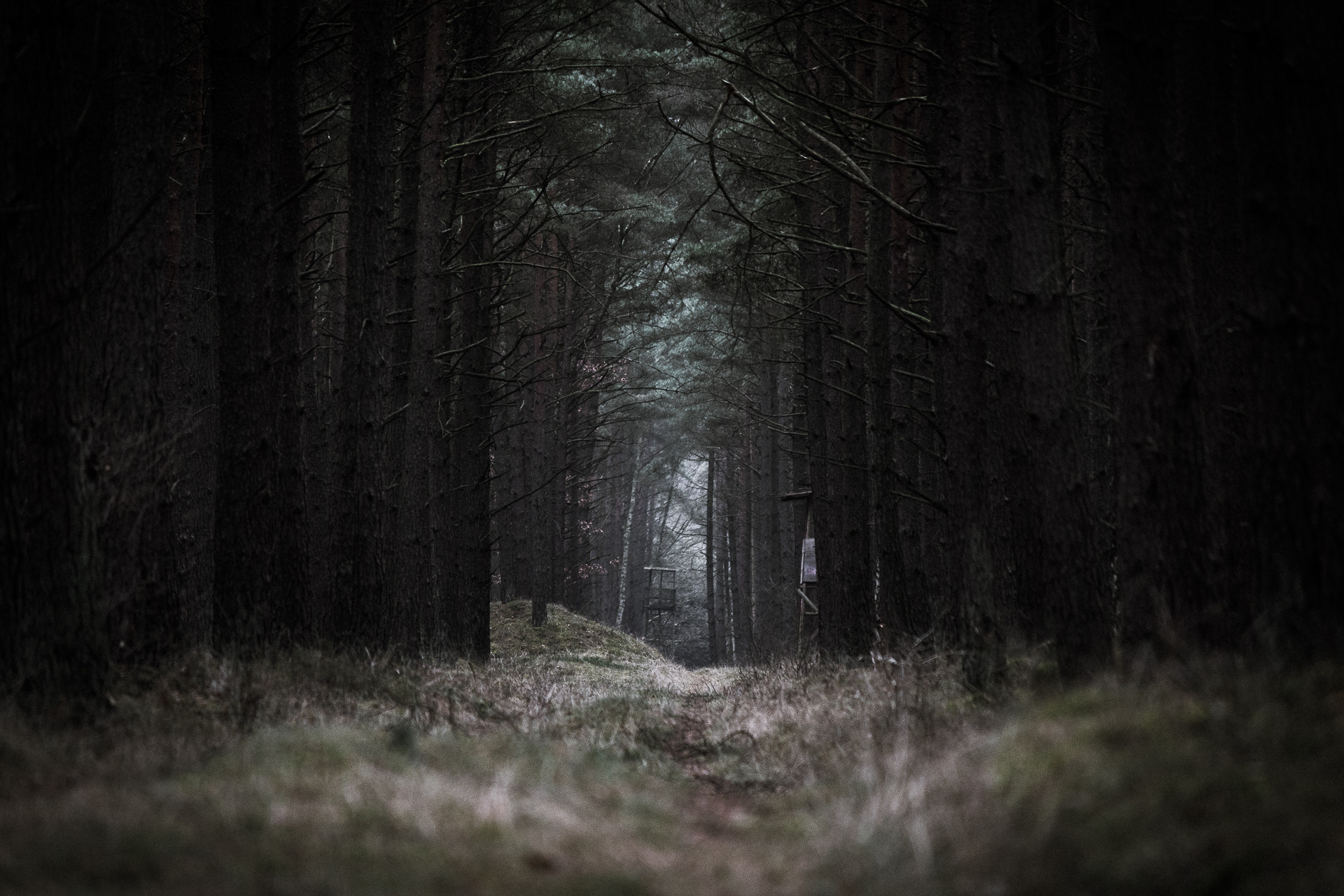 Canon EF-S 55-250mm F4-5.6 IS II sample photo. Dark forest photography