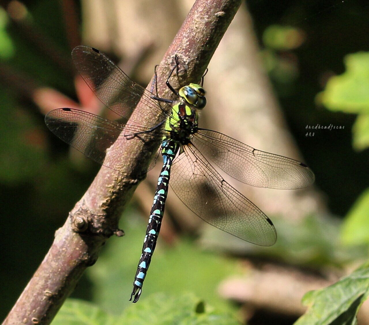 Canon EF 100mm F2.8L Macro IS USM sample photo. Basking in the sun photography