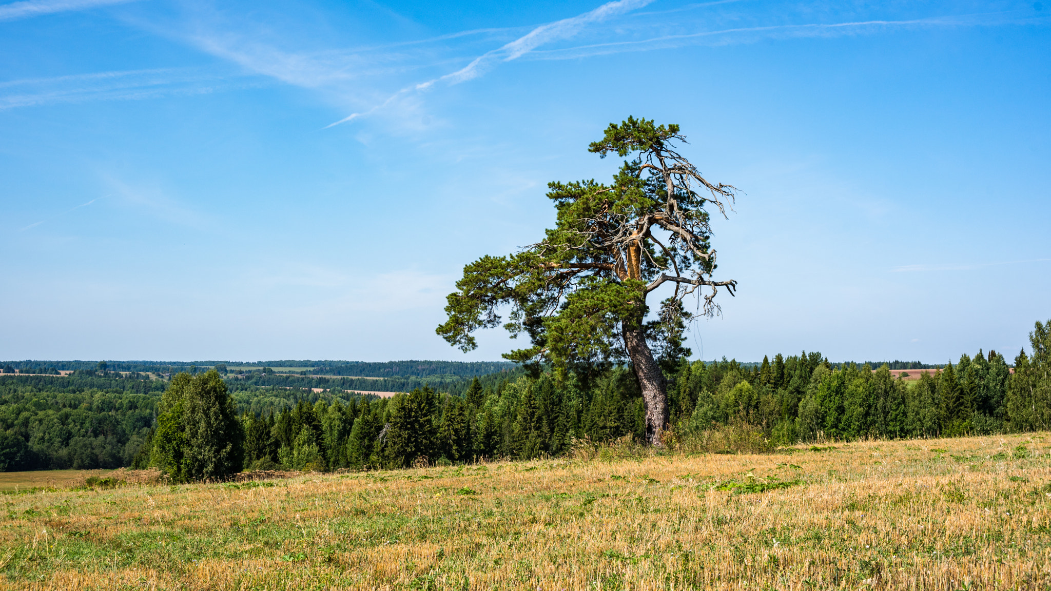 AF Zoom-Nikkor 28-105mm f/3.5-4.5D IF sample photo. Green acres photography