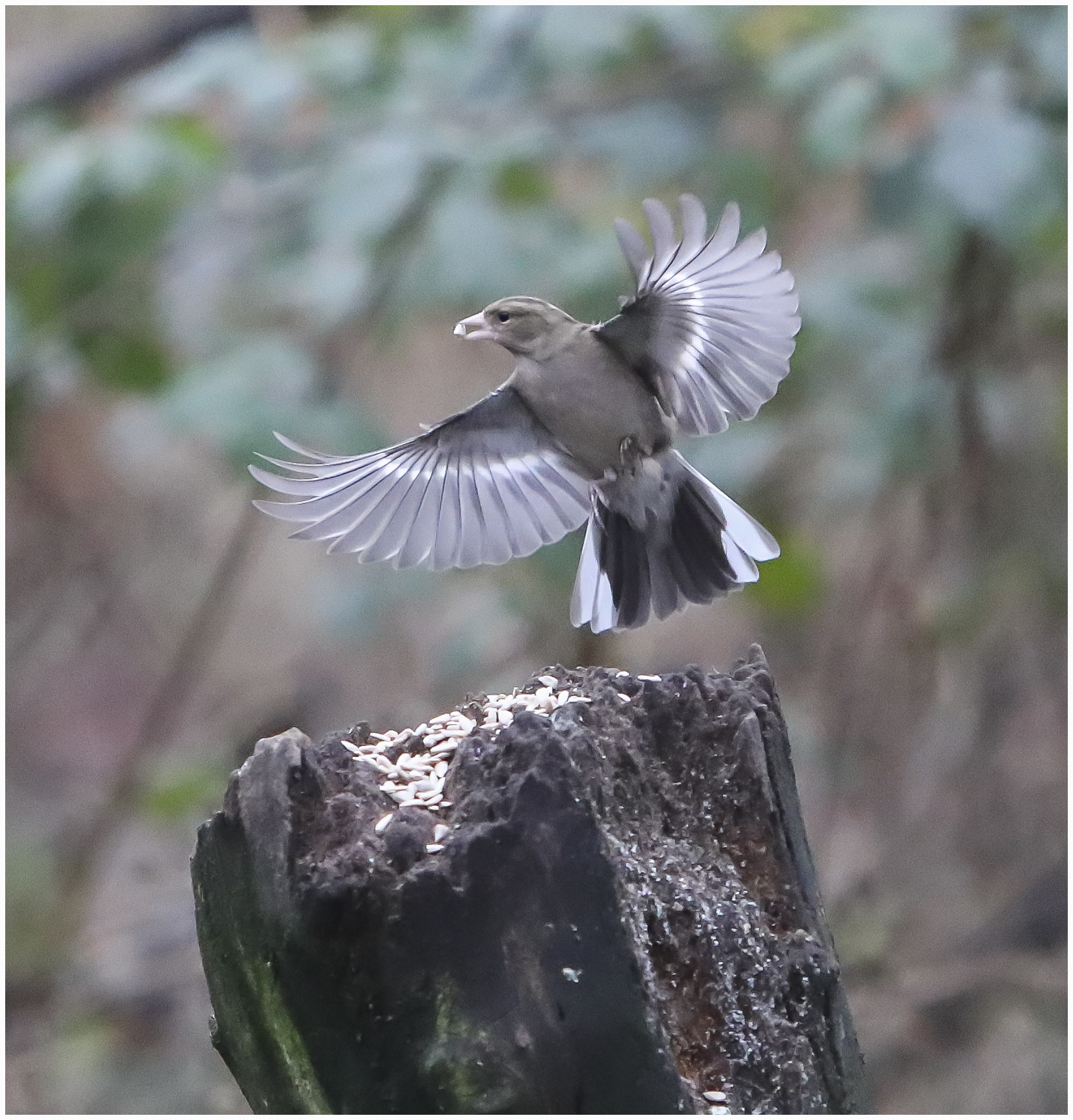 Canon EF 70-200mm F2.8L IS USM sample photo. Finches carrier landing photography