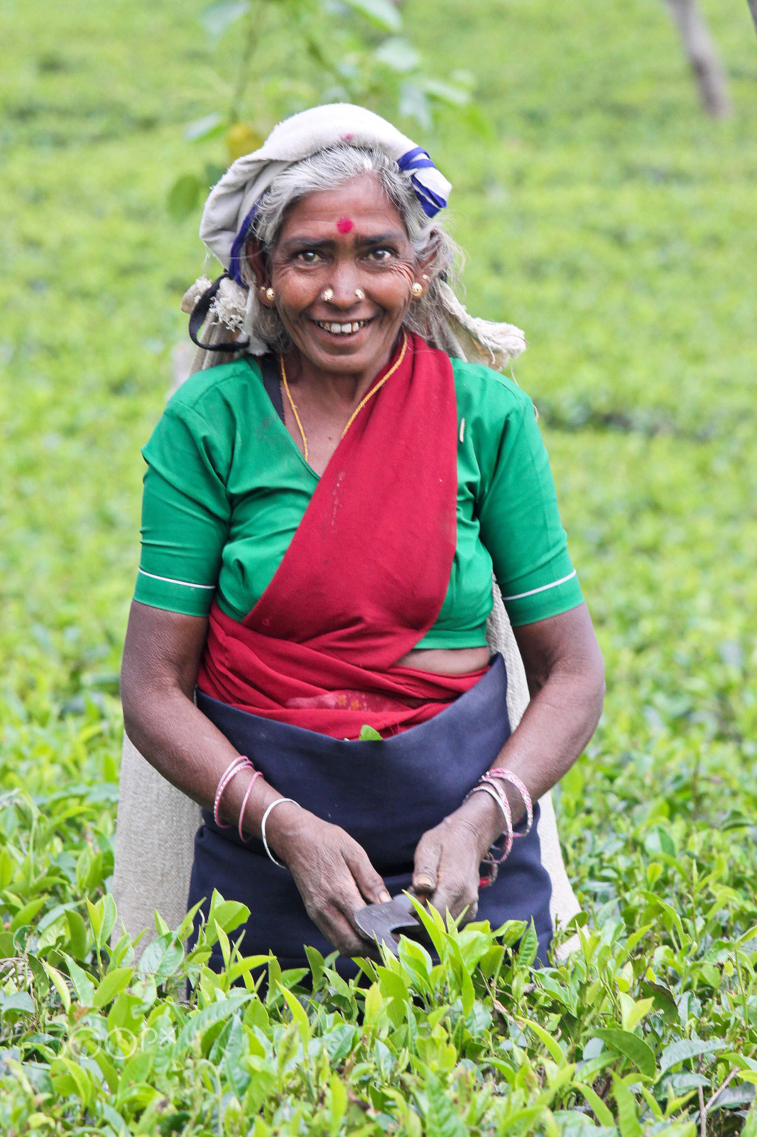 Canon EOS 50D + Canon EF 70-200mm F4L IS USM sample photo. Tea plantations photography