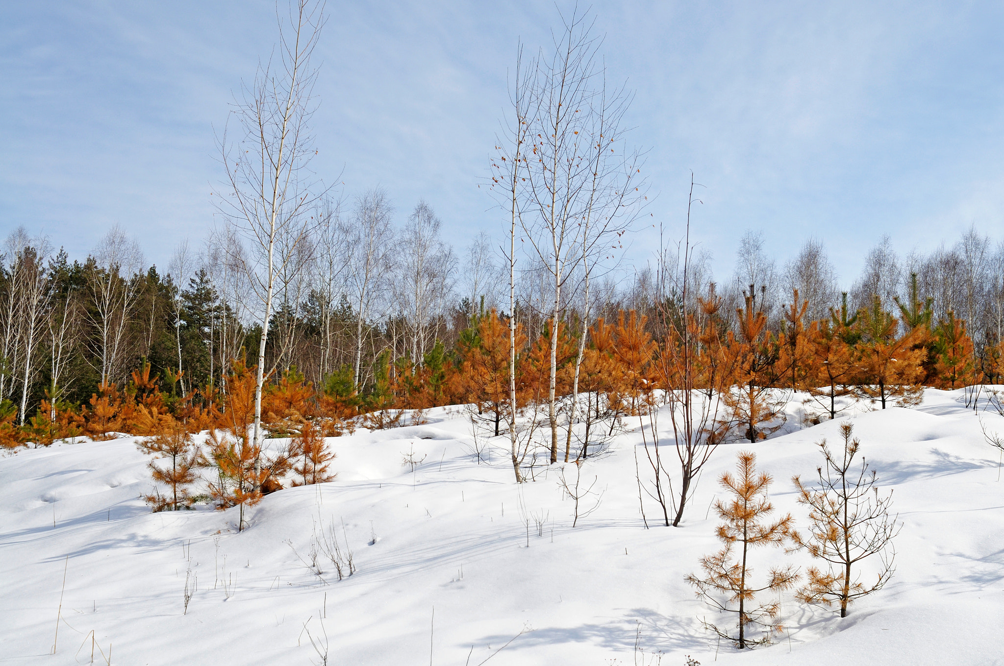 Nikon D300S + Nikon AF Nikkor 24mm F2.8D sample photo. Orange pine photography