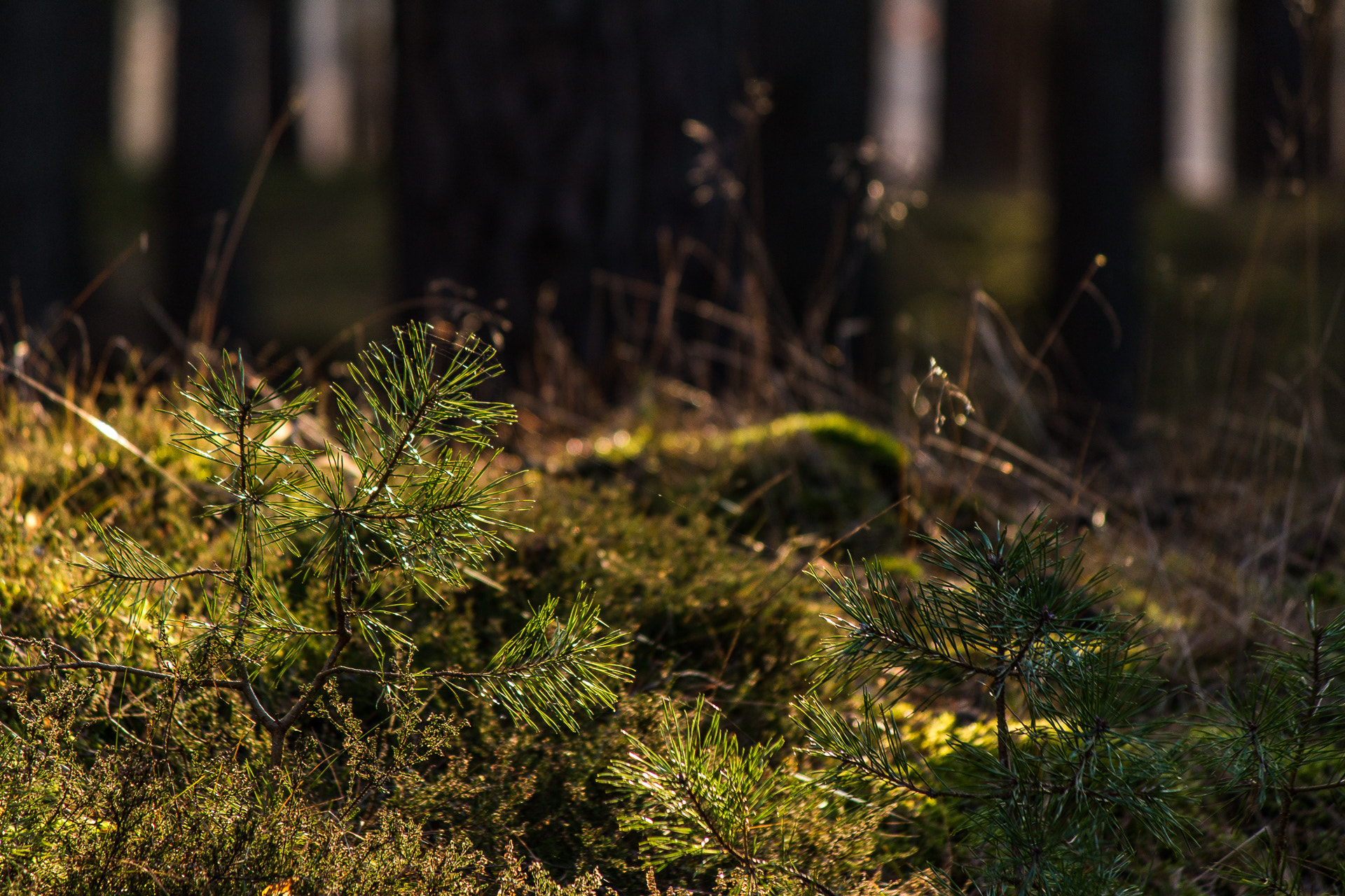 Canon EF-S 55-250mm F4-5.6 IS II sample photo. Forest ground photography