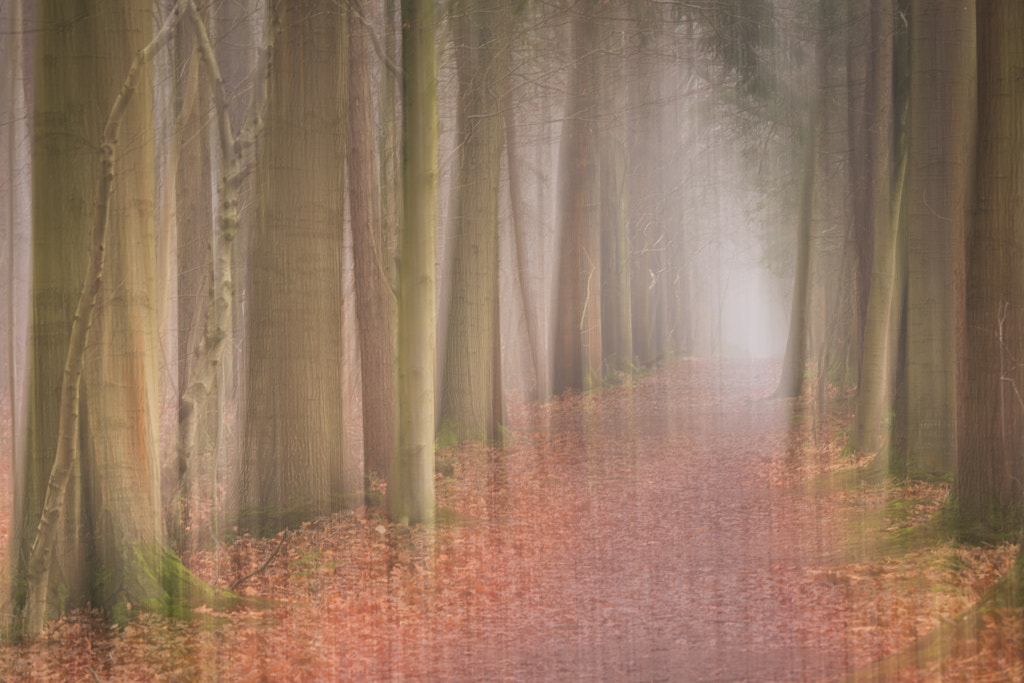 Mystery walk by S Spaenhoven on 500px.com