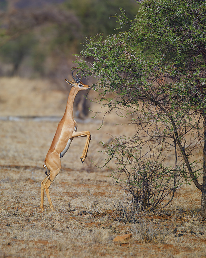 Nikon D3S sample photo. Gerenuk photography