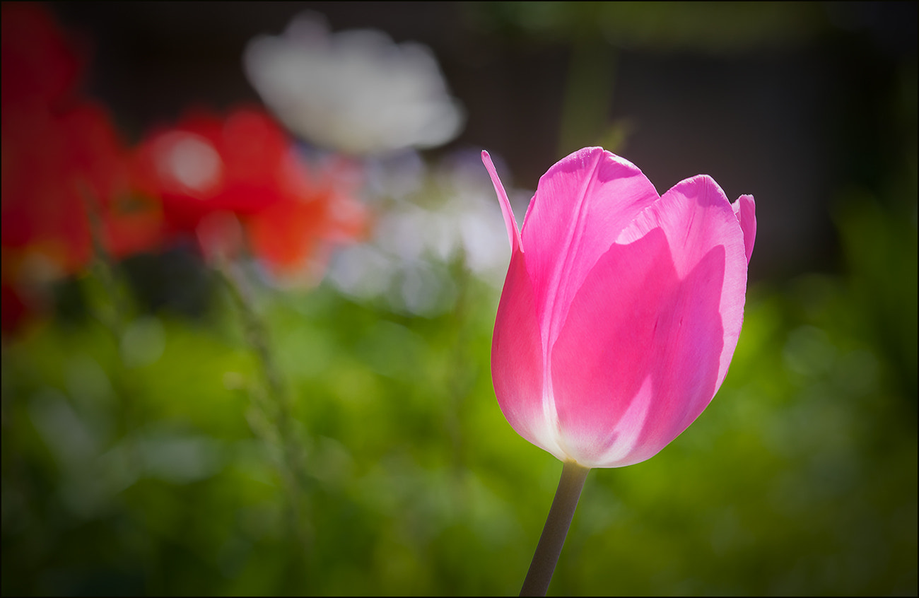Sigma 105mm F2.8 EX DG Macro sample photo. I'm waiting for... photography