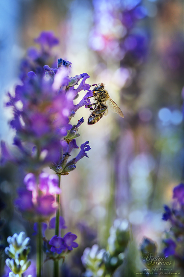 Pentax smc D-FA 100mm F2.8 Macro WR sample photo. Bee photography