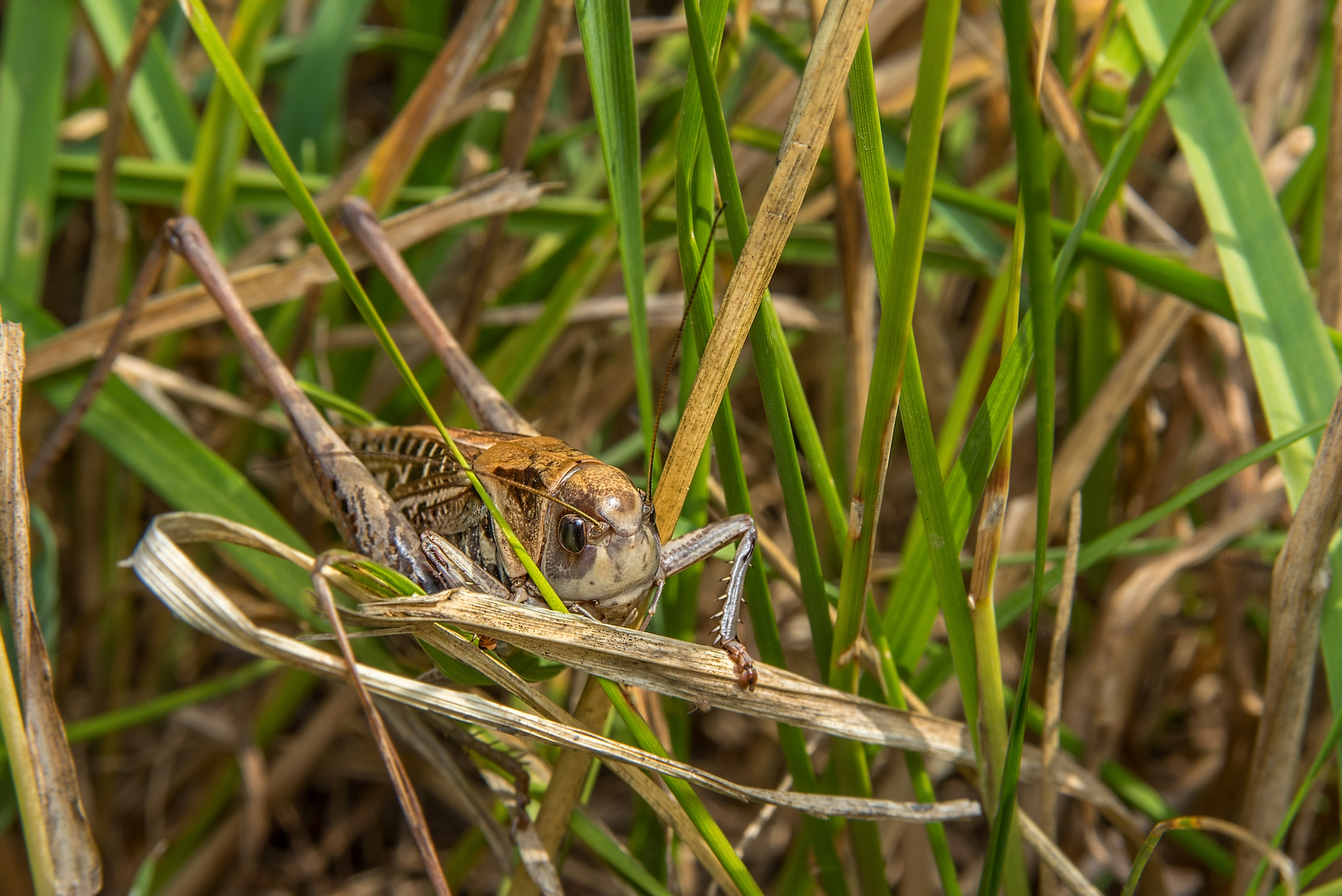 AF Zoom-Nikkor 28-105mm f/3.5-4.5D IF sample photo. Grasshopper photography