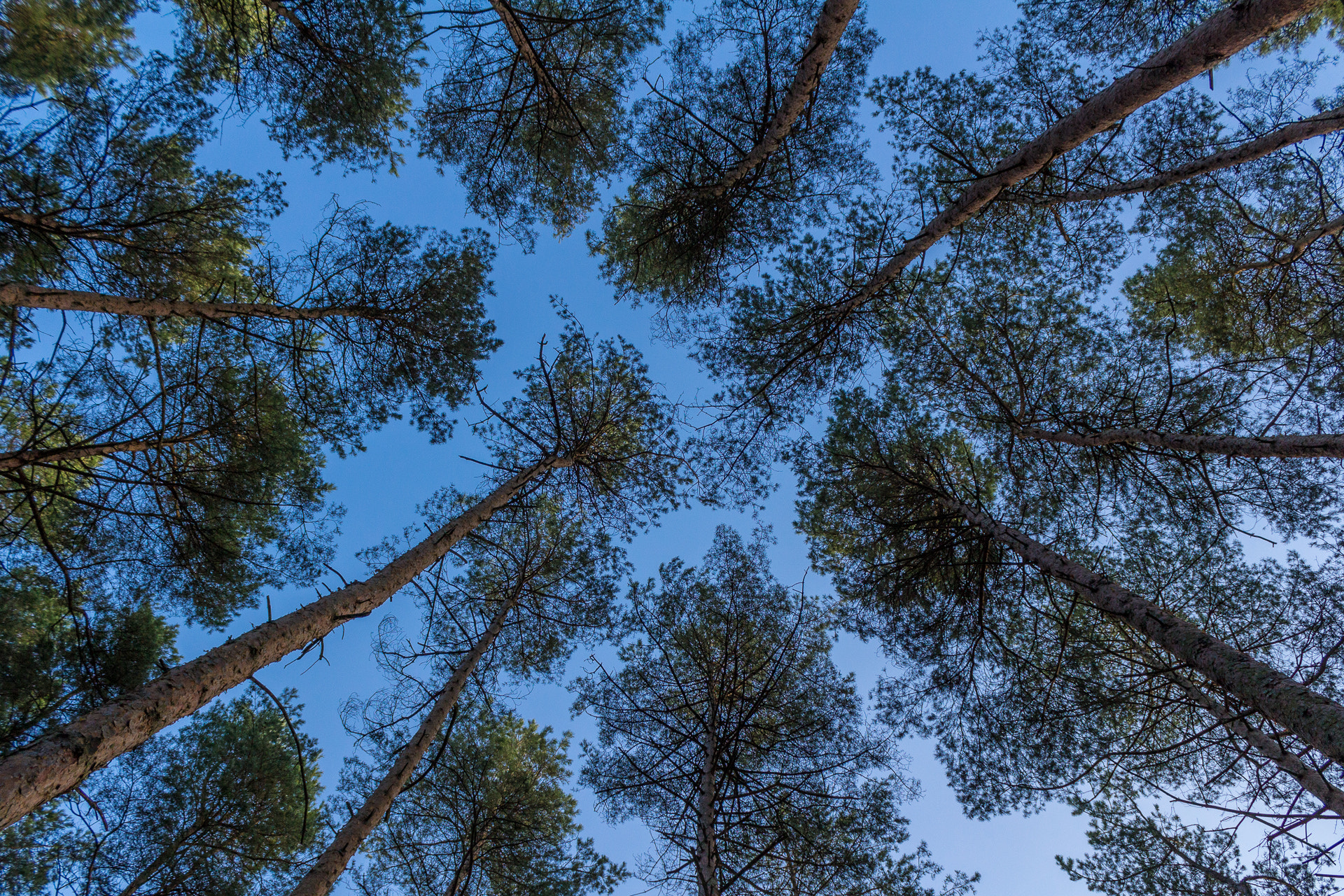 Canon EOS 100D (EOS Rebel SL1 / EOS Kiss X7) sample photo. Trees in the sky ii photography