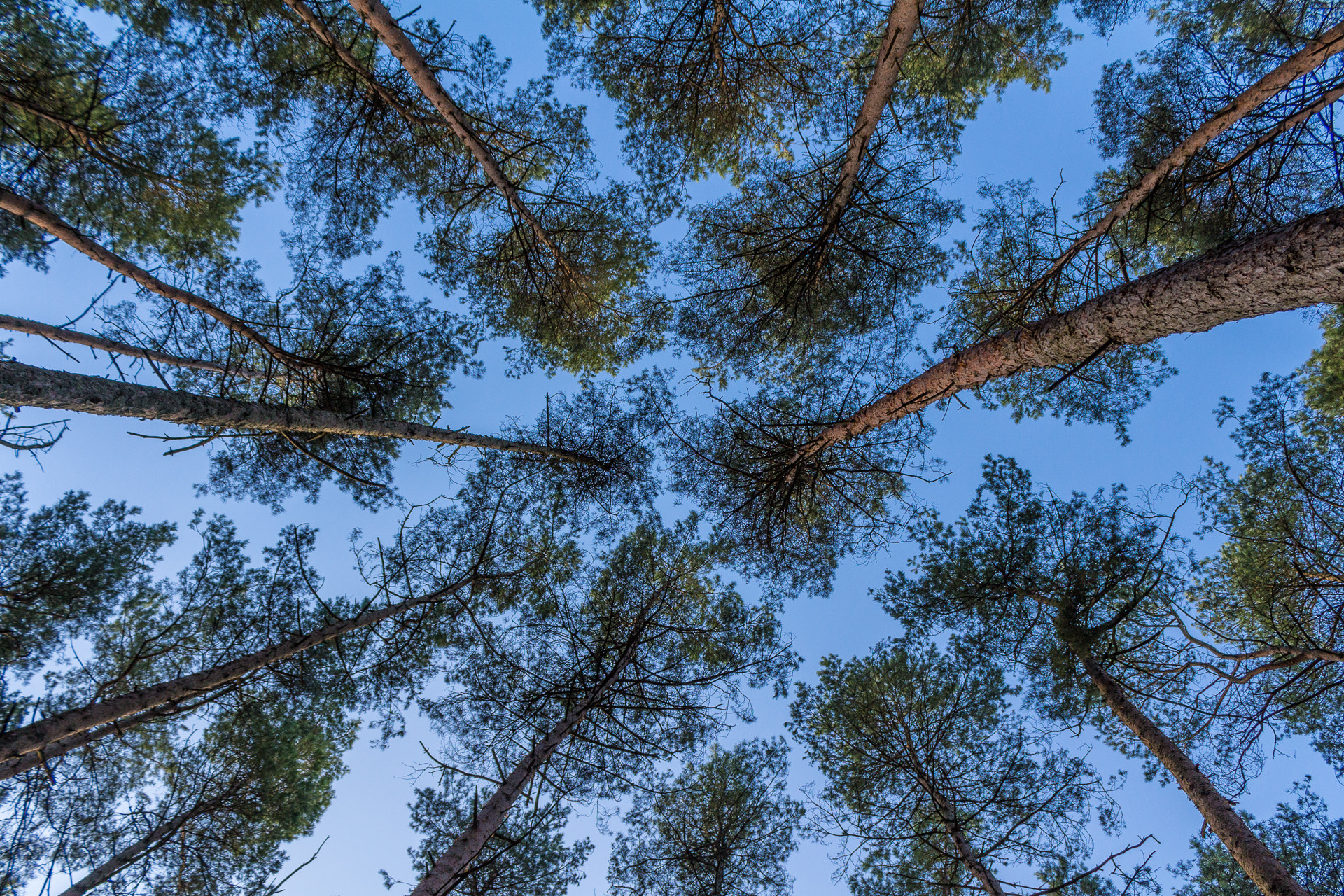 Canon EOS 100D (EOS Rebel SL1 / EOS Kiss X7) sample photo. Trees in the sky i photography