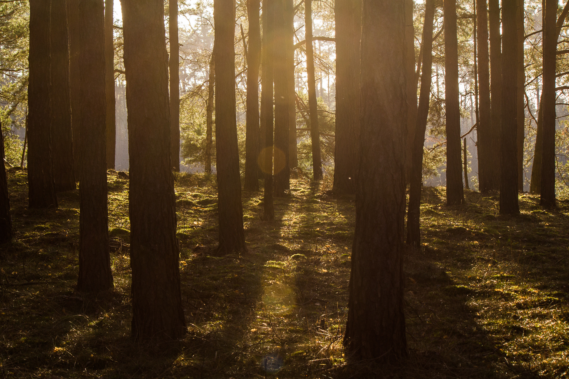 Canon EF-S 55-250mm F4-5.6 IS II sample photo. Sun in the forest photography