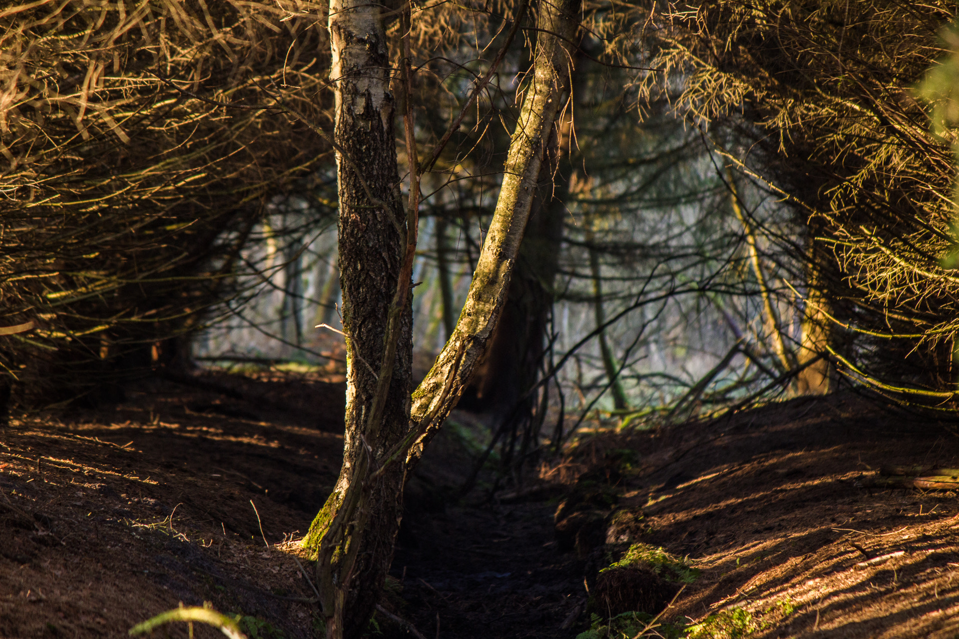 Canon EF-S 55-250mm F4-5.6 IS II sample photo. Tree tunnel photography