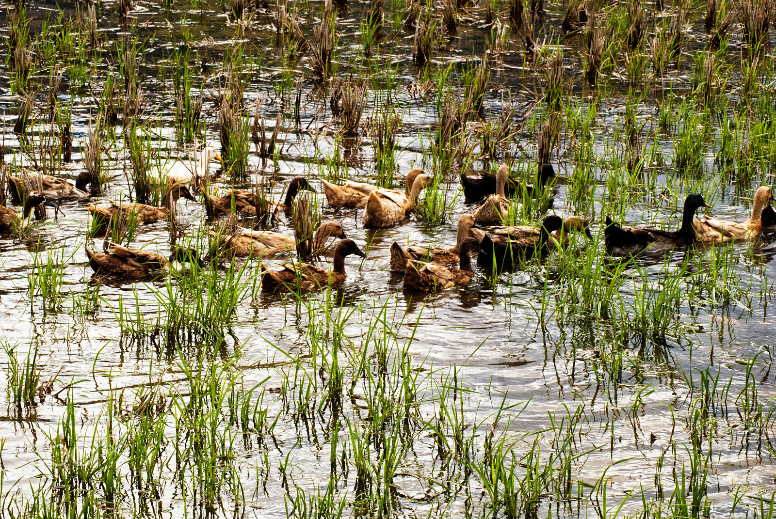 Sony Alpha DSLR-A200 + Tamron AF 70-300mm F4-5.6 Di LD Macro sample photo. Ducks in the paddy fields photography