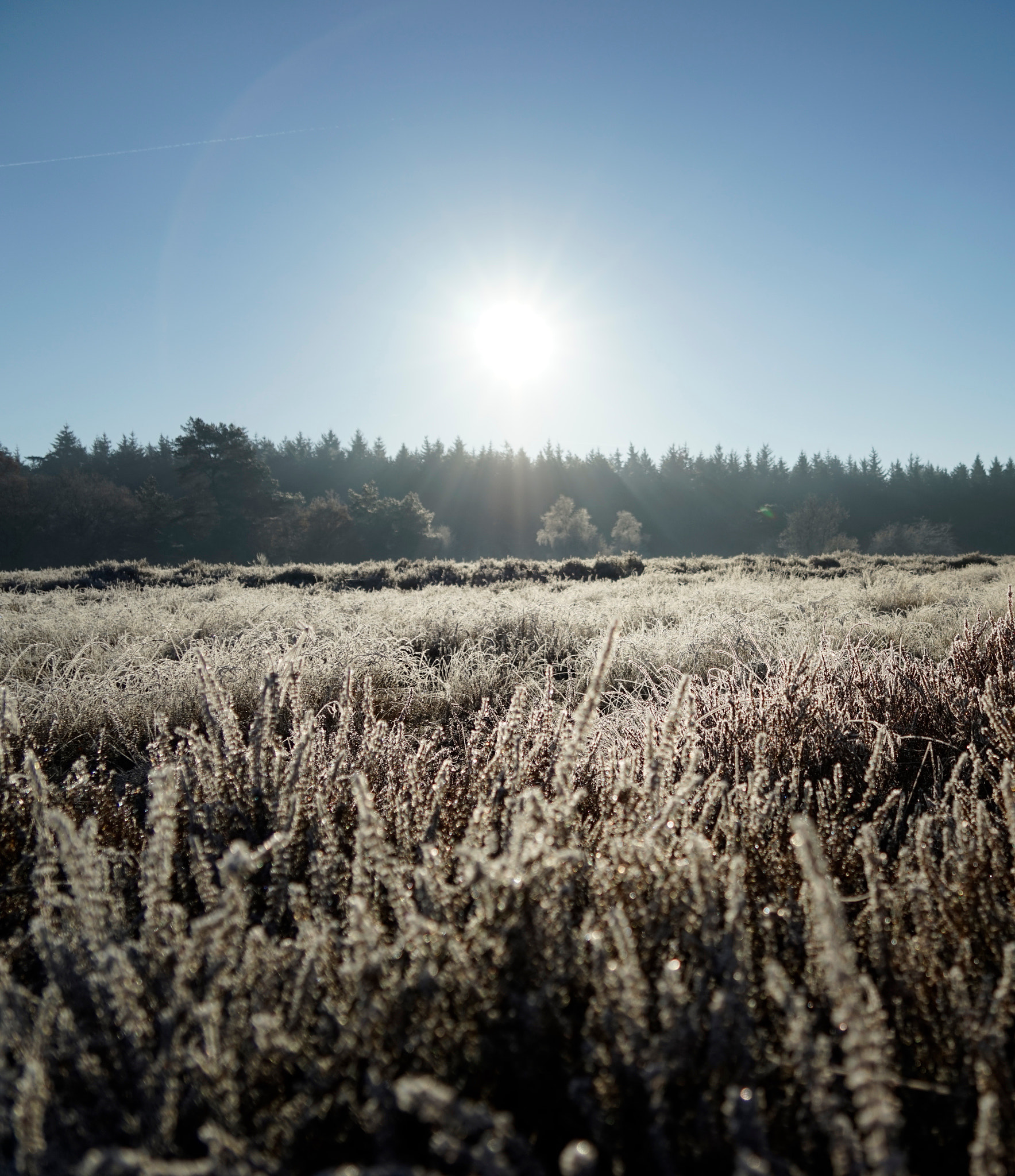 Sony FE 24-240mm F3.5-6.3 OSS sample photo. Heath in holland on a cold morning. photography