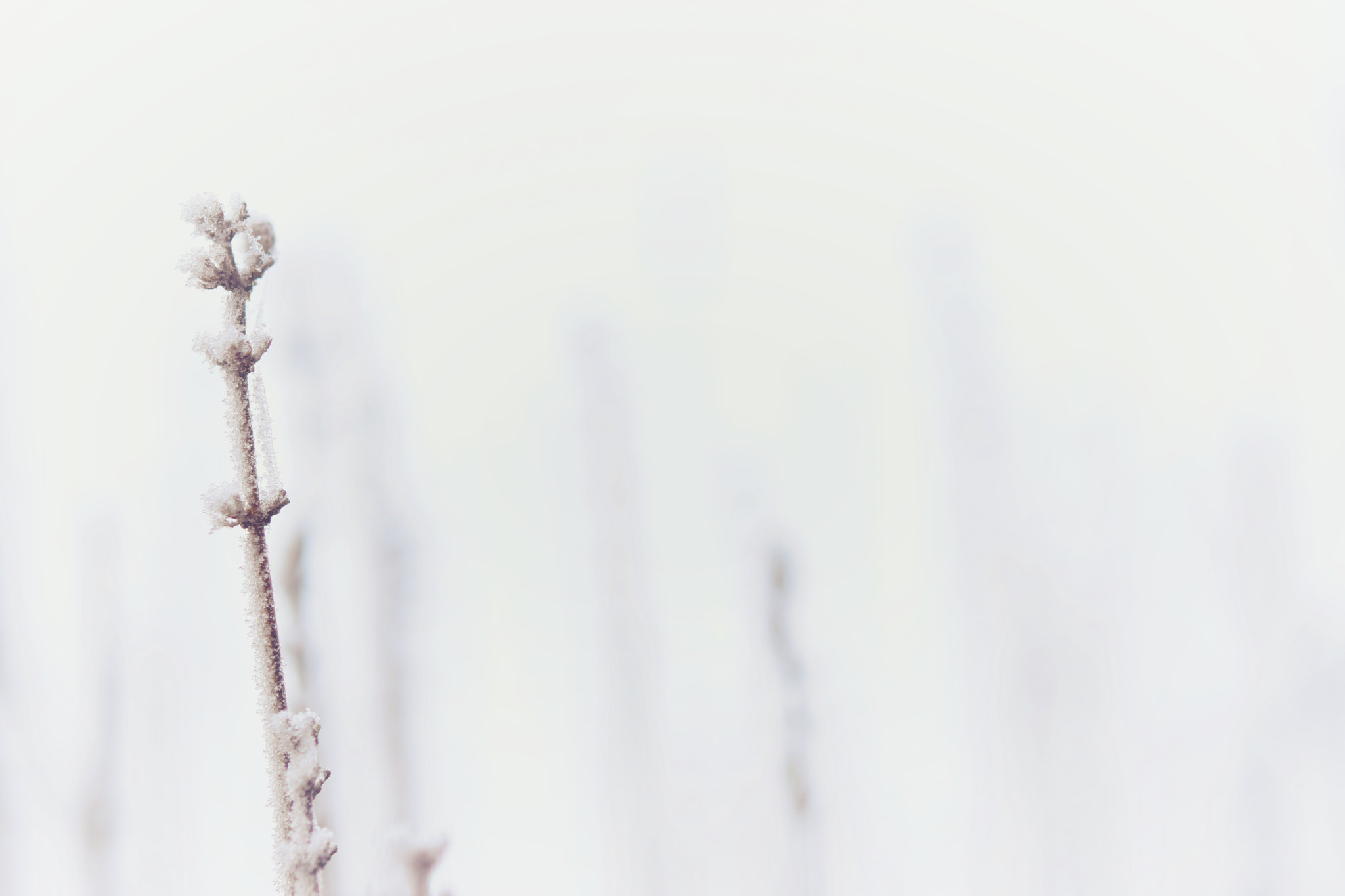 Nikon AF-S Micro-Nikkor 60mm F2.8G ED sample photo. Icey lavender photography