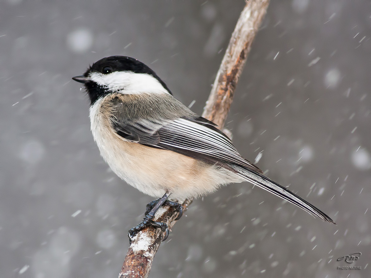 Canon EOS 40D + Canon EF 400mm F5.6L USM sample photo. Black-capped chickadee photography