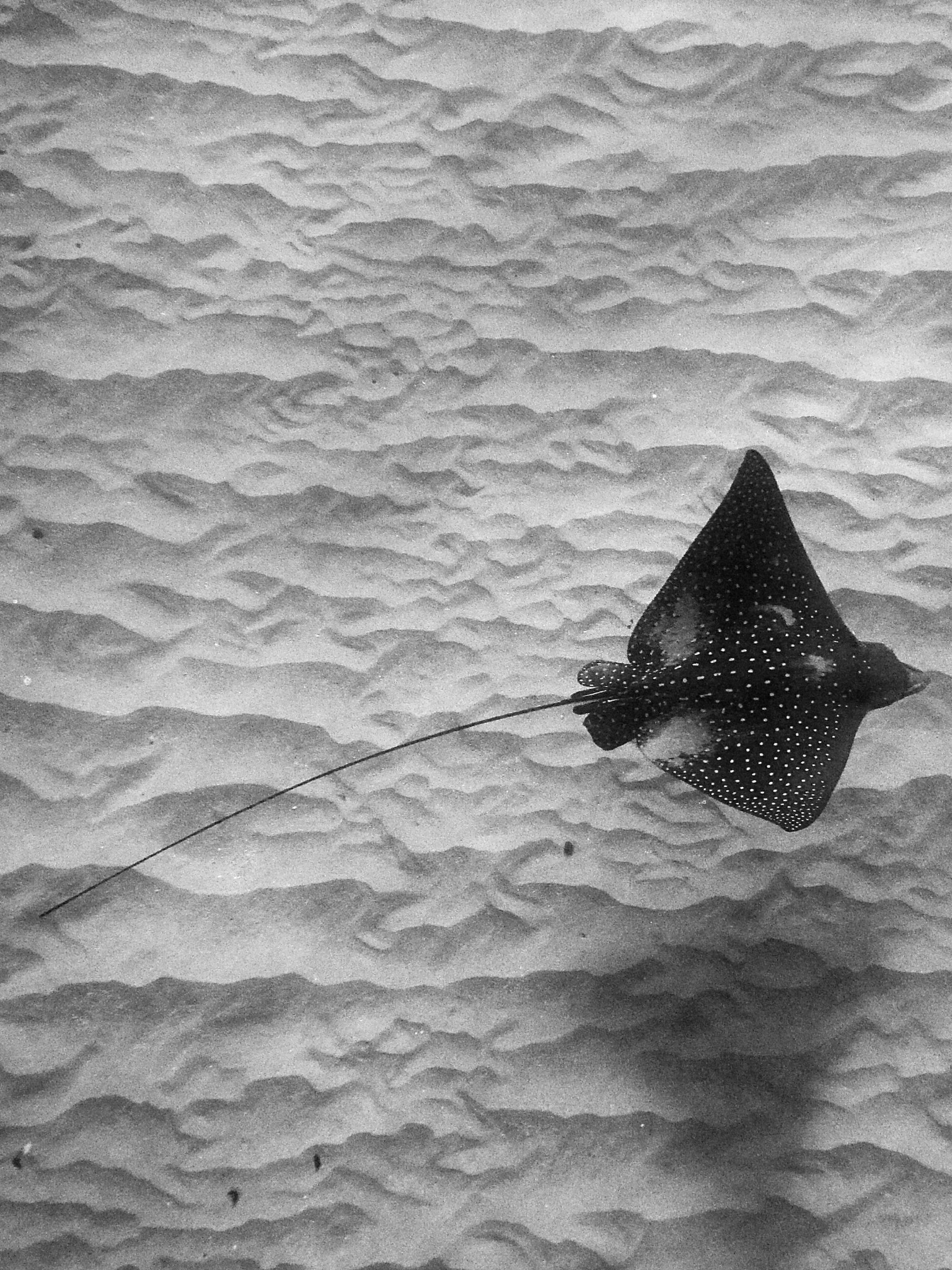 Canon PowerShot D20 sample photo. No ka hihimanu (spotted eagle ray) photography