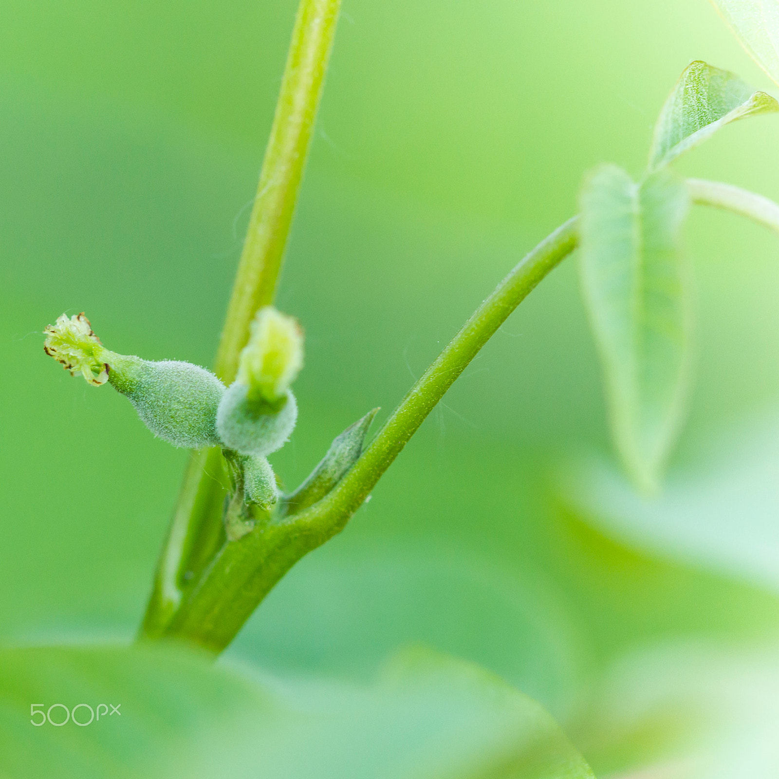 Canon EF 100mm F2.8 Macro USM sample photo. Green photography