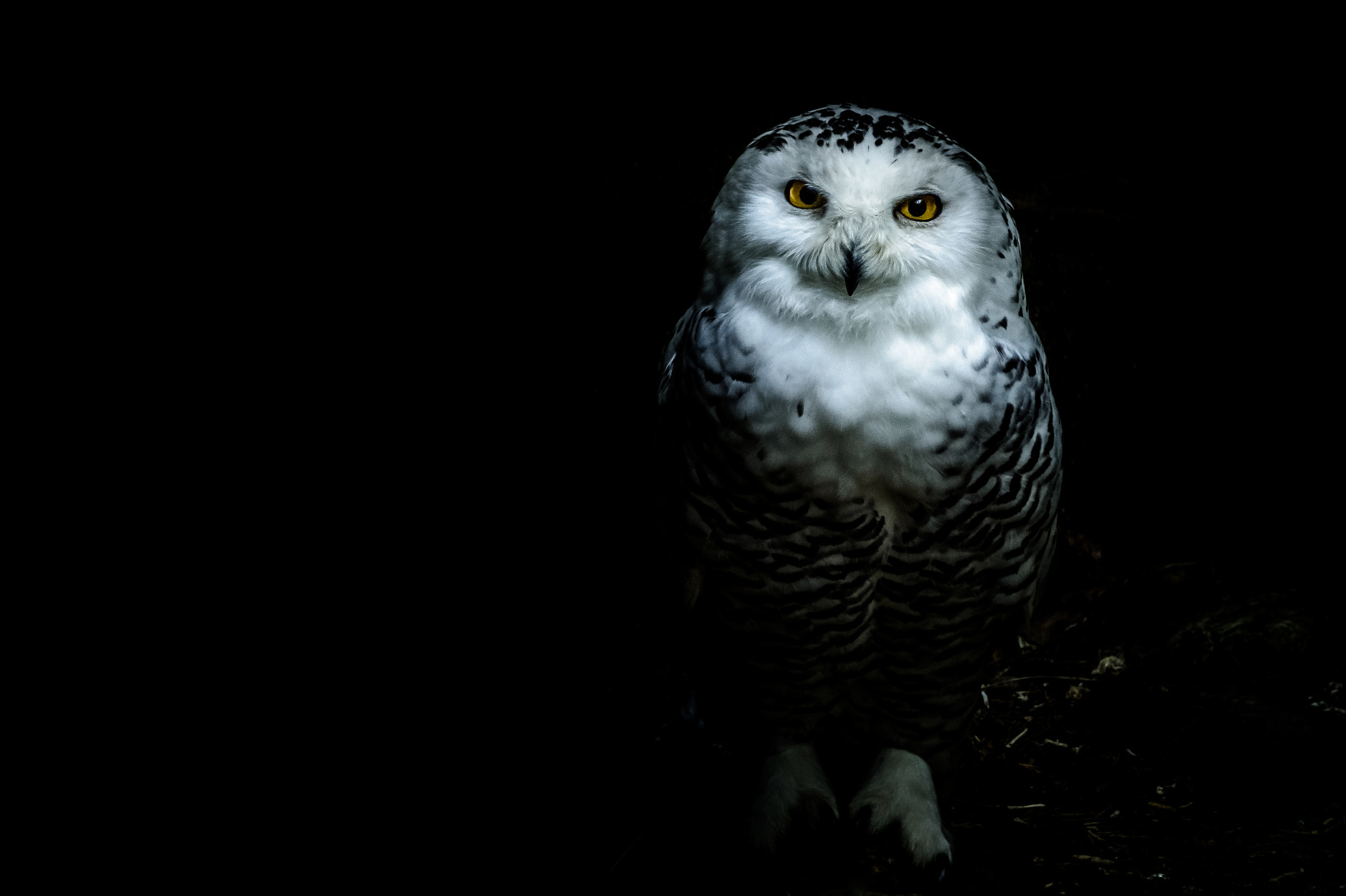 Nikon D7100 + Sigma 18-200mm F3.5-6.3 II DC OS HSM sample photo. Snowy owl photography