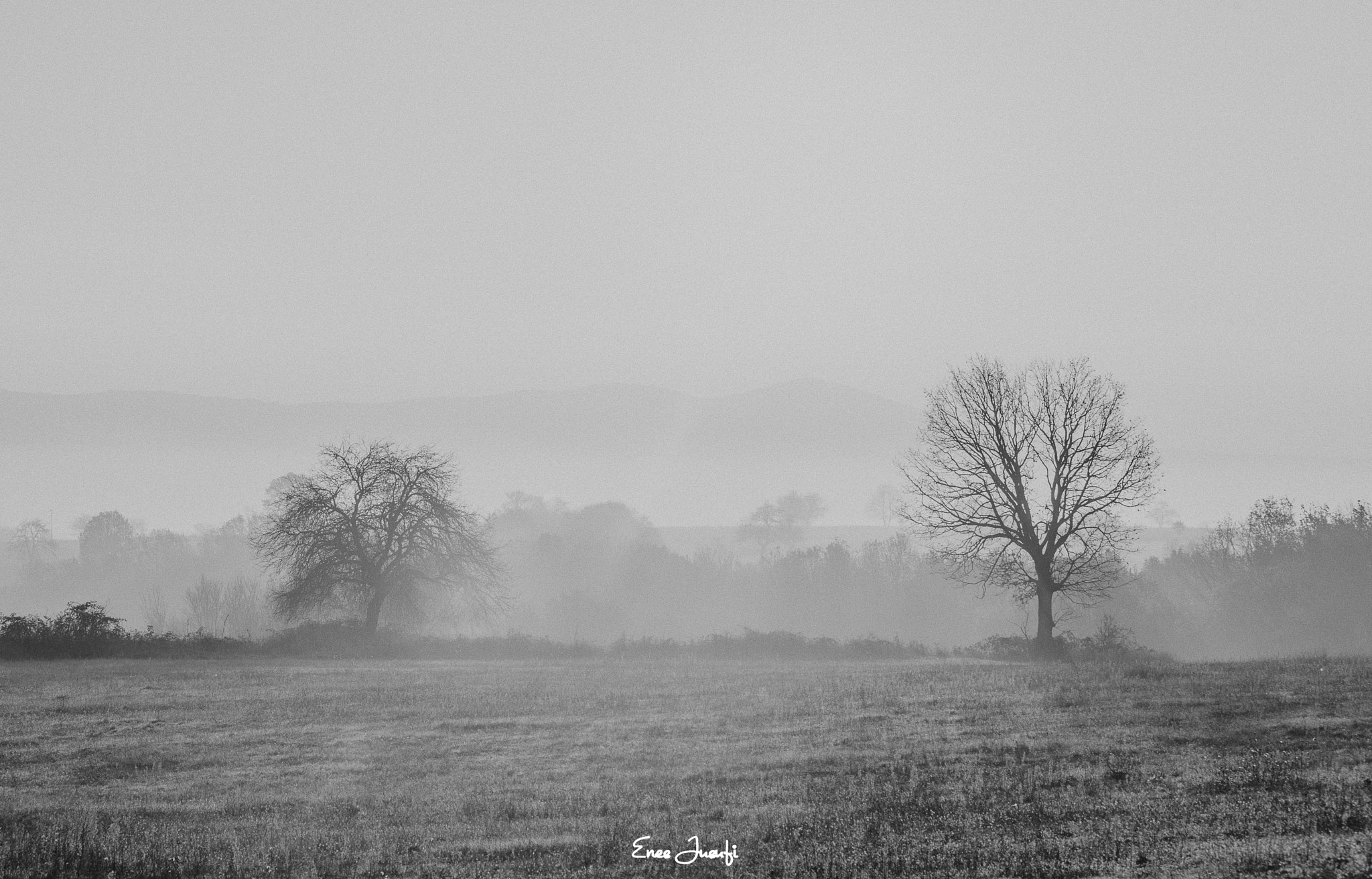 Nikon D800 + Sigma 70-200mm F2.8 EX DG OS HSM sample photo. Foggy morning . photography