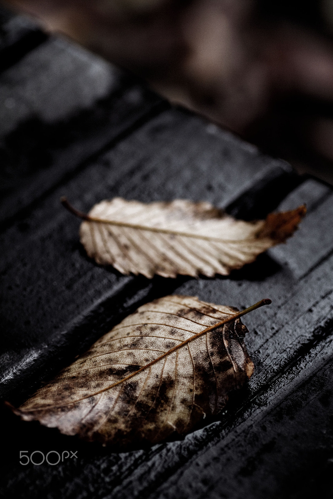 Canon EOS 7D + Tamron SP AF 90mm F2.8 Di Macro sample photo. Withered leaves. photography