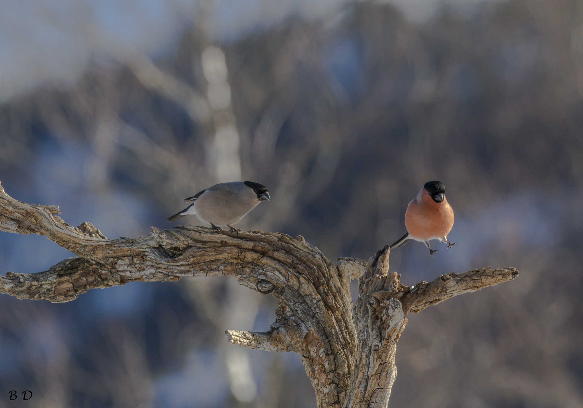 Canon EF 300mm F2.8L IS USM sample photo. Eurasian bullfinch photography