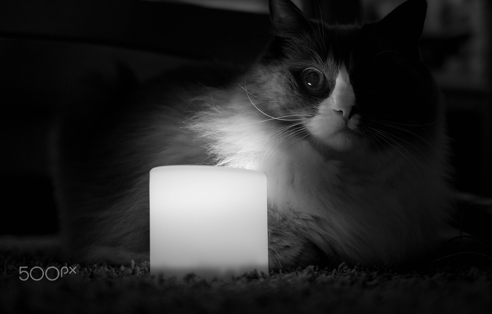 Canon EF 35mm F2 IS USM sample photo. Jesse the cat photography