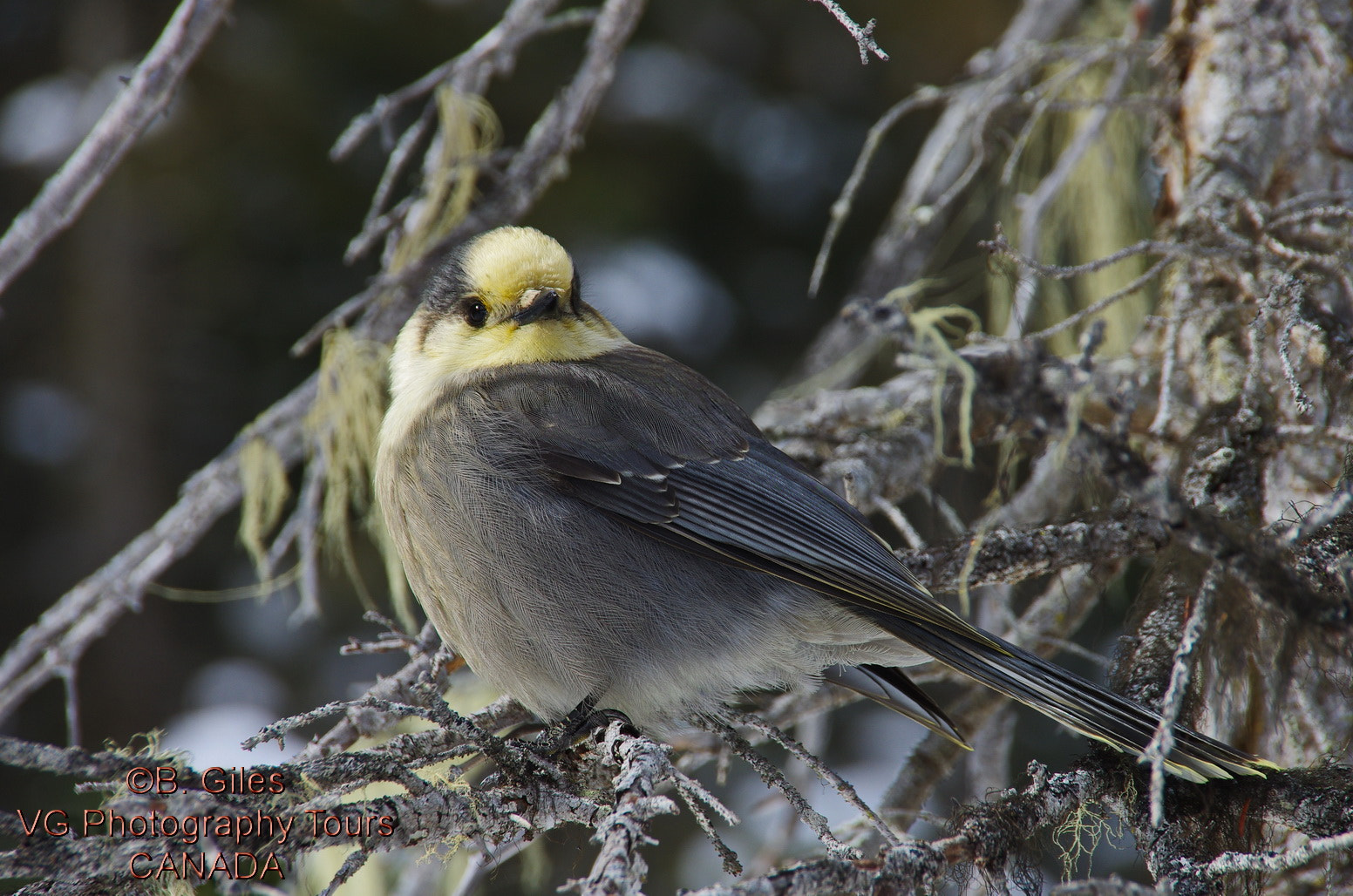 Pentax K-5 IIs sample photo. Grey jay photography