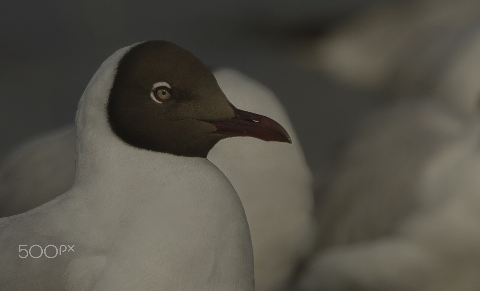 Nikon D7000 + Nikon AF-S Nikkor 500mm F4G ED VR sample photo. Black-headed gull photography