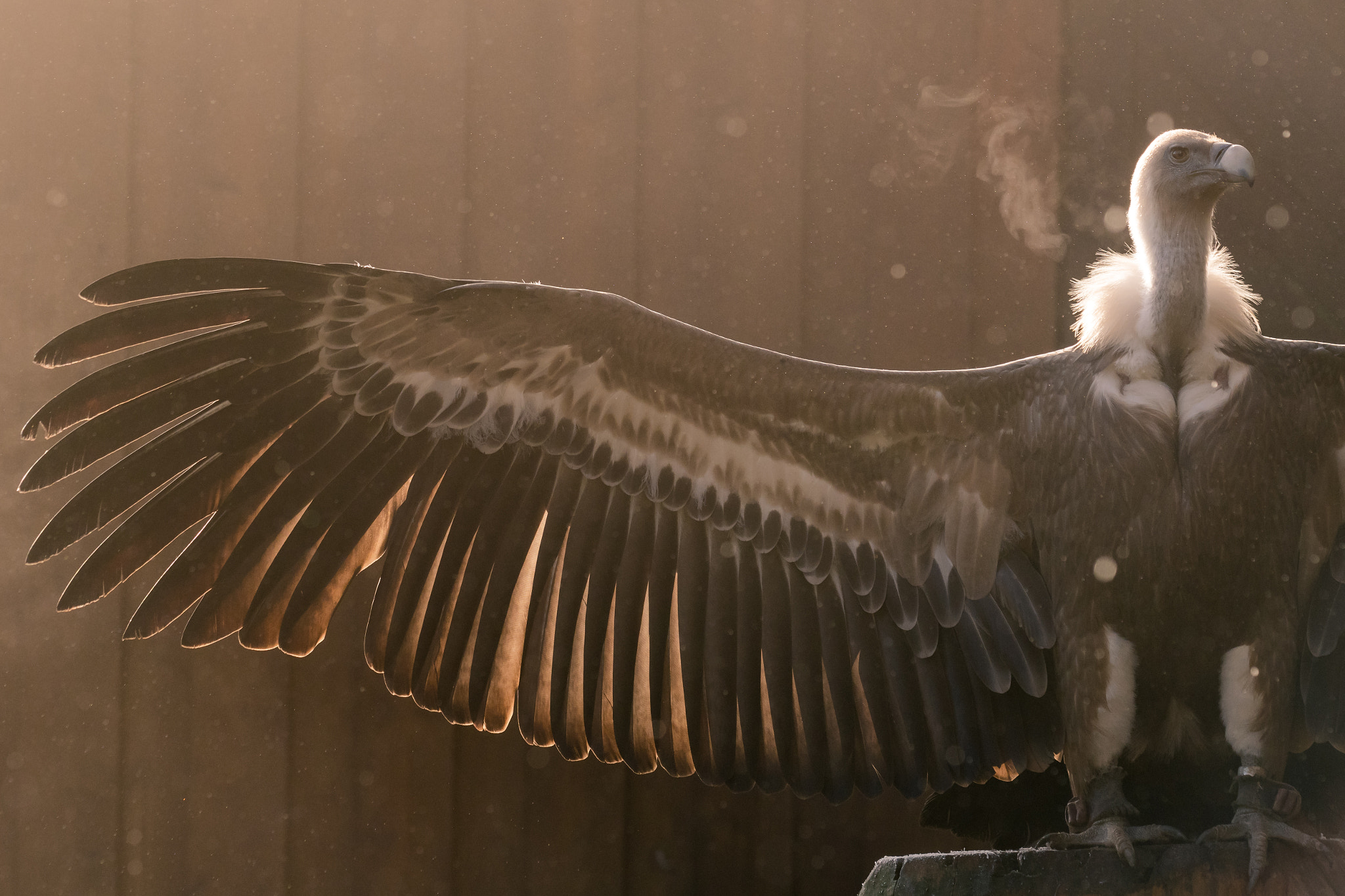 Sigma 150mm F2.8 EX DG Macro HSM sample photo. Eurasian griffon (captive) photography