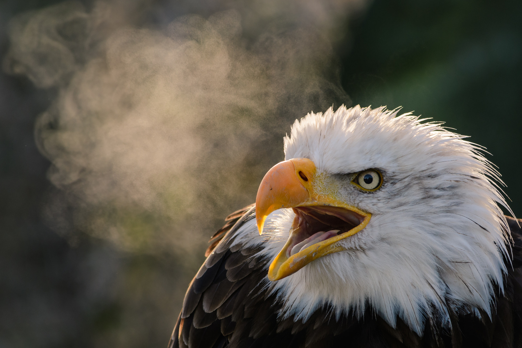 Nikon D500 sample photo. Bald eagle (captive) photography