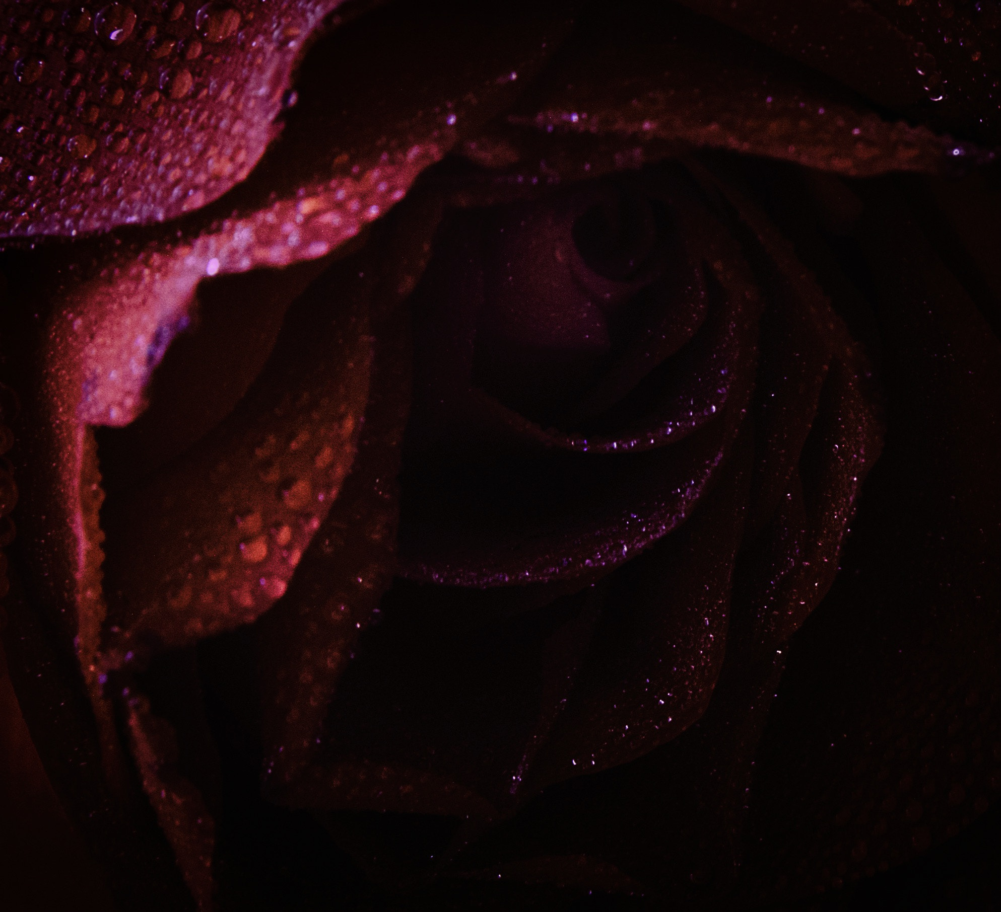 Nikon D800E sample photo